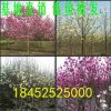 批發(fā)玉蘭小苗 紅紫白黃色玉蘭樹苗 1米以高苗圃基地直銷