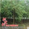 烏桕樹苗銷售 園林工程綠化喬木 景觀行道樹庭蔭樹觀葉植物