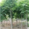 優質七葉樹規格齊全七葉樹樹苗低價批發 供應工程園林綠化苗