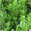 海桐樹苗 庭院綠化樹苗 綠籬笆 植物圍墻 海桐苗四季常青氣味芳香