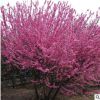 批發榆葉梅樹苗綠化苗木庭院盆栽花卉精品盆景嫁接榆葉梅量大優惠
