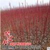 批發紅瑞木綠化苗 觀賞價值高 庭院工程 耐寒植物 園林綠化植物