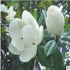 基地直銷(xiāo)廣玉蘭 庭院植物玉蘭苗 廣玉蘭苗 庭院花卉苗木玉蘭樹(shù)苗
