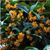 嫁接四季桂花樹(shù)苗盆栽室內(nèi)庭院地栽種植金桂沉香丹桂濃香型花卉