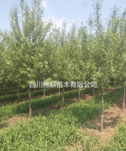 供應紫葉稠李