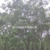 供應(yīng)國槐
