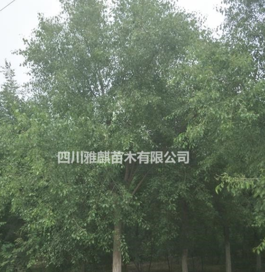 供應絲棉木