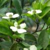 香港四照花