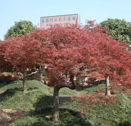 羽毛楓