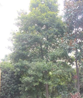 楨楠