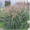 狼尾草批發(fā) 基地直供 重慶水生植物 固堤防沙植物 園林植物