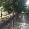 櫸樹苗圃精品低價出售