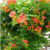 供應凌霄花苗 大花爬墻植物 庭院綠化爬藤花卉 各種園林綠化苗木