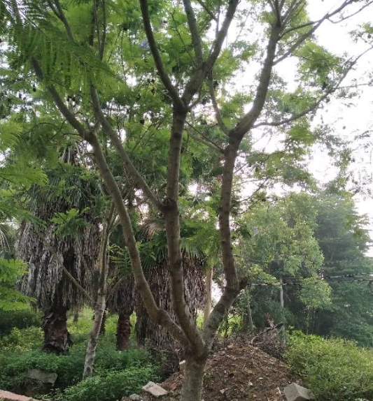藍(lán)花楹