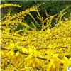 基地批發工程綠化苗連翹 行道綠化連翹小苗 規格齊全 量大優惠