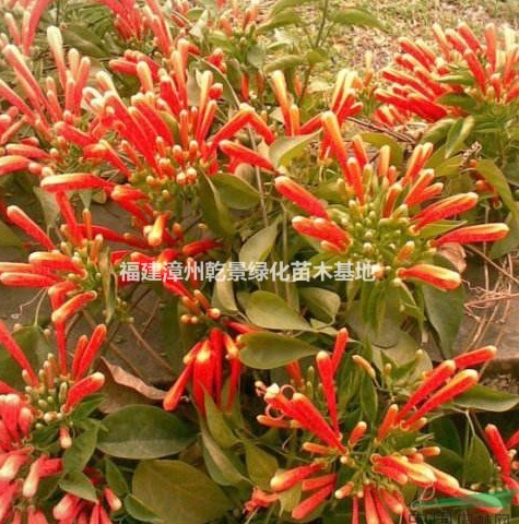 炮仗花價(jià)格，福建漳州炮仗花價(jià)格