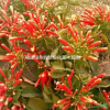 炮仗花價(jià)格，福建漳州炮仗花價(jià)格