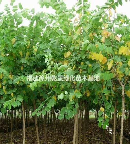 紅花紫荊樹價(jià)格，洋紫荊價(jià)格