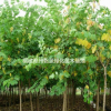 紅花紫荊樹價(jià)格，洋紫荊價(jià)格