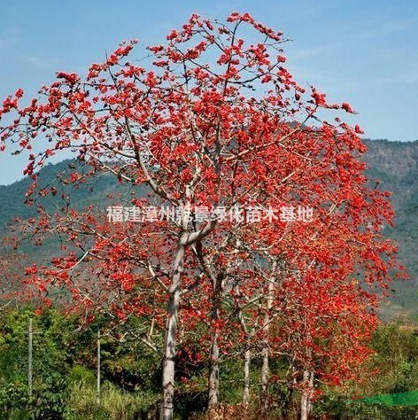 福建木棉樹價(jià)格