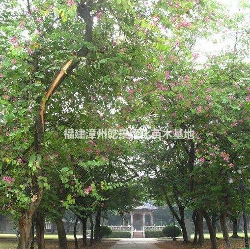 紅花羊蹄甲價(jià)格，粉花羊蹄甲價(jià)格