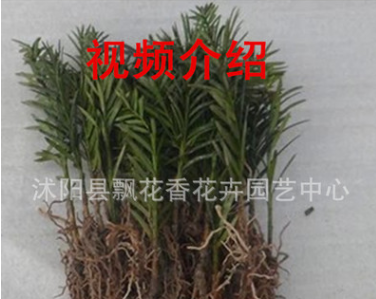 苗圃批發紅豆杉樹苗 曼地亞紅豆杉 南方紅豆杉