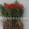 苗圃批發紅豆杉樹苗 曼地亞紅豆杉 南方紅豆杉