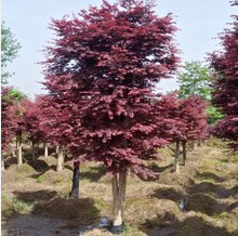 紅楓