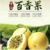 臺(tái)灣新品種 扦插黃金百香果苗 脫毒百香果 臺(tái)農(nóng)一號(hào)百香果苗批發(fā)