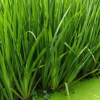 廣西梧州水生植物供應｜廣西梧州黃花菖蒲基地批發
