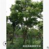 苗圃供應(yīng) 國慶花 臺(tái)灣欒樹基地 漳州臺(tái)灣欒樹 生長快適應(yīng)范圍廣