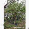 廠家批發 紅花紫荊樹苗 滿條紅 紅花紫荊基地 洋紫荊 量大從優