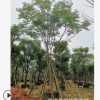 長期供應 臺灣欒樹基地 臺灣欒樹批發 漳州臺灣欒樹 根系發達