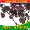 供應紅紫花風鈴木 福建15公分紅紫花風鈴木 園林綠化苗木批發