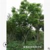 批發供應 臺灣欒樹基地 臺灣欒樹價格 漳州臺灣欒樹 現挖現賣