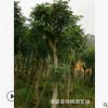 批發供應 30公分桃花心木 桃花心木苗 桃花心木基地 價格實惠