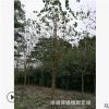 直銷菩提樹 菩提榕 菩提樹基地 綠化用菩提樹 棵棵精挑細選