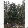 苗圃直銷 5-30分火焰木 火焰木袋苗 火焰木基地 成活率高