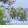 長期供應(yīng) 叢生藍花楹 藍花楹基地 8-30公分藍花楹 棵棵精挑細選