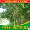 福建紫紅花風(fēng)鈴木 10分紅花風(fēng)鈴木洋紅風(fēng)鈴木袋苗 福建園林綠化