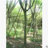供應(yīng)藍花楹 福建藍花楹 10公分藍花楹價格 園林綠化苗木藍花楹