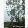 福建批發(fā)工程綠化藍花楹 行道樹藍花楹 18公分藍花楹藍影樹