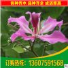 供應(yīng)園林綠化苗木洋紫荊 福建洋紫荊 紅花紫荊20公分假植苗