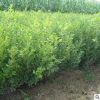 地批發大葉黃楊綠化 黃楊大法國冬青 綠籬植物瓜子黃楊球
