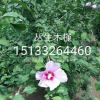 【叢生木槿】叢生木槿大墩木槿河北木槿報價木槿廠家