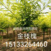 【金枝槐】河北金枝槐報價/金枝槐生產廠家/定州金枝槐*新價格