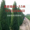望都塔檜價格