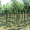園林工程綠化苗木 優質合歡樹苗 規格全 庭院觀賞植物合歡絨絨