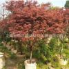 福建紅楓綠植廠家直銷批發(fā) 行道小區(qū)庭院園林景觀綠化苗木工程