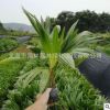 矮蒲葵價格 福建種植基地種植 低價大量批發(fā) 園林 庭院 別墅